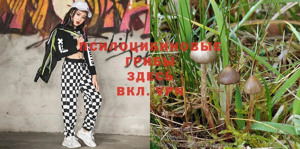 ГАЛЛЮЦИНОГЕННЫЕ ГРИБЫ Елизово