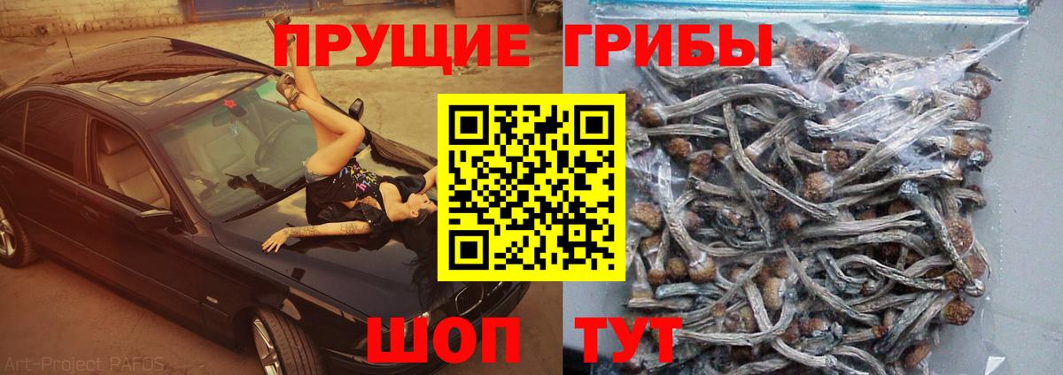 Обь  Псилоцибиновые грибы Cubensis  Вход с VPN  Псилоцибиновые грибы мицелий 